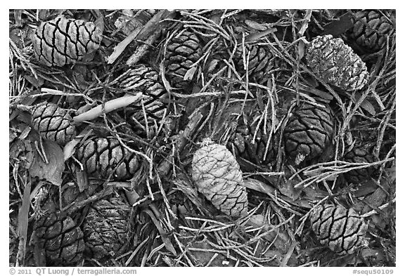 Close-up of cones of the sequoia trees. Sequoia National Park (black and white)