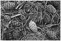 Close-up of cones of the sequoia trees. Sequoia National Park, California, USA. (black and white)