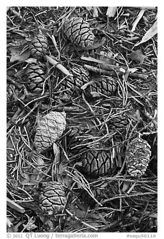 Close-up of fallen sequoia cones. Sequoia National Park (black and white)