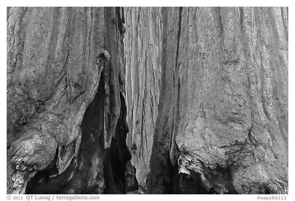 Bark at the base of sequoia group. Sequoia National Park (black and white)