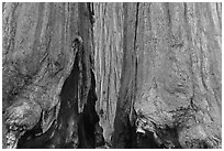 Bark at the base of sequoia group. Sequoia National Park ( black and white)