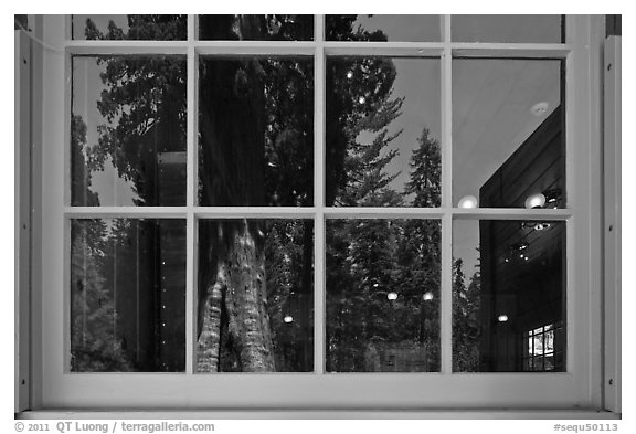 Sentinel tree, Giant Forest Museum window reflexion. Sequoia National Park (black and white)