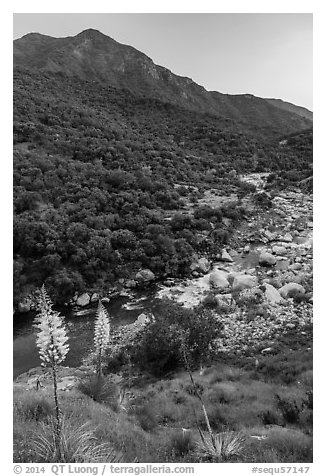 Yuccas, middle Fork of Kaweah River. Sequoia National Park (black and white)