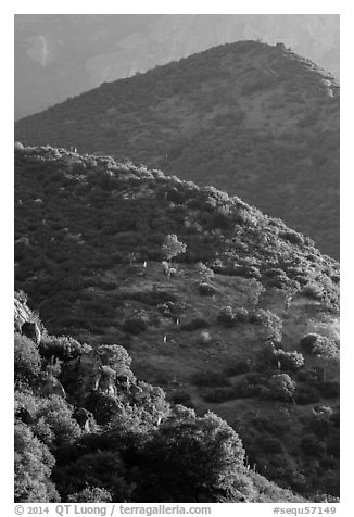 Sierra Nevada foothills in spring. Sequoia National Park (black and white)