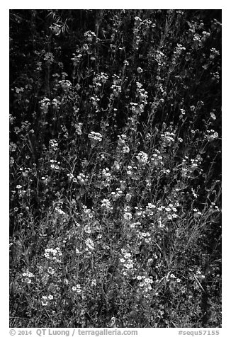 White and yellow wildflowers. Sequoia National Park (black and white)