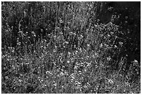 Carpet of yellow and white flowers. Sequoia National Park ( black and white)
