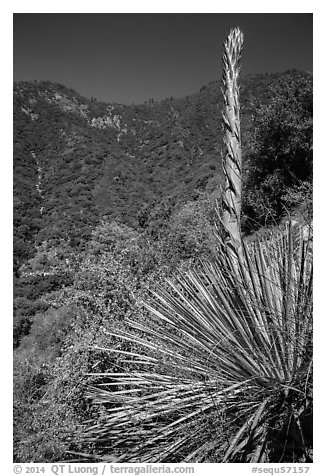 Yucca stem and forested slopes. Sequoia National Park (black and white)