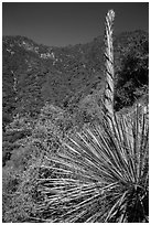 Yucca stem and forested slopes. Sequoia National Park ( black and white)