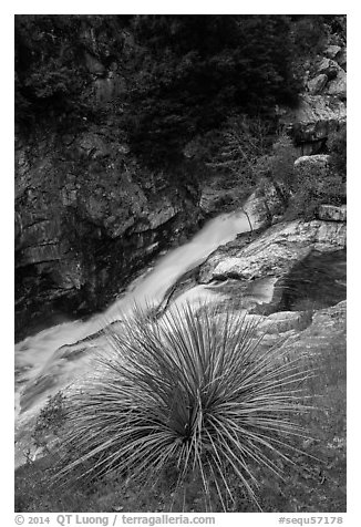 Yucca and gorge of the Kaweah River. Sequoia National Park (black and white)