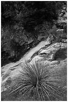 Yucca and gorge of the Kaweah River. Sequoia National Park ( black and white)