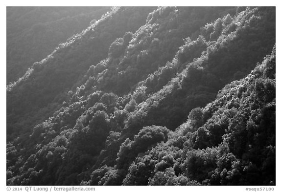 Forested canyon slopes, Marble fork of Kaweah River. Sequoia National Park (black and white)