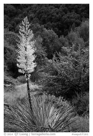 Flowering yucca and trees in spring. Sequoia National Park (black and white)