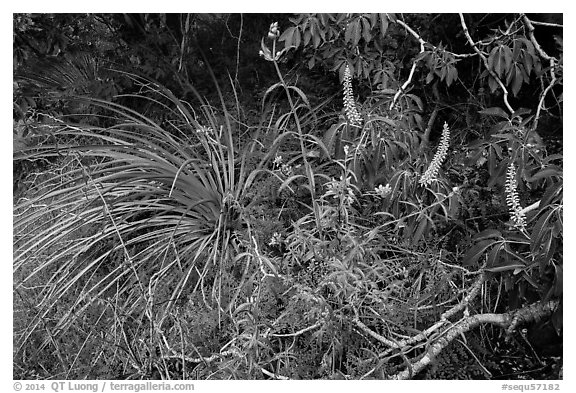 Wildflowers and buckeye blooms. Sequoia National Park (black and white)