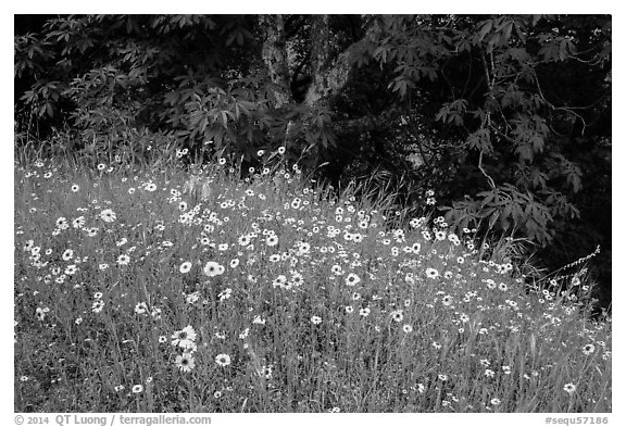 Carpet of yellow flowers and oak trees. Sequoia National Park (black and white)