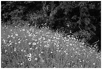 Carpet of yellow flowers and oak trees. Sequoia National Park ( black and white)