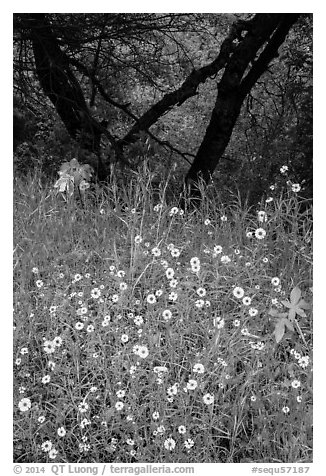 Yellow wildflowers and oaks. Sequoia National Park (black and white)