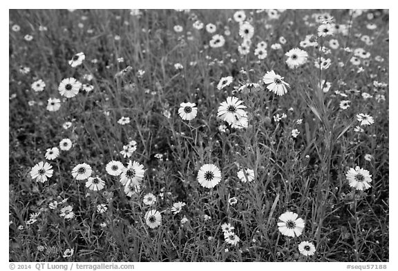 Yellow flowers carpetting the ground. Sequoia National Park (black and white)