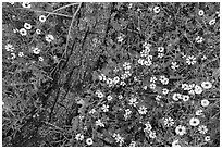 Ground view with yellow wildflowers and fallen oak branch. Sequoia National Park ( black and white)