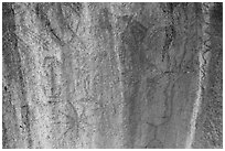 Ancient rock paintings, Hospital Rock. Sequoia National Park ( black and white)