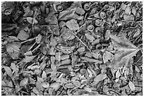 Ground view with fallen acorns. Sequoia National Park ( black and white)