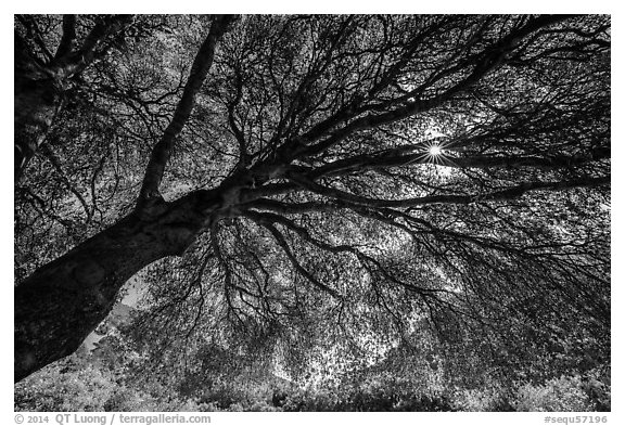 Looking up branches of oak tree in spring and sun. Sequoia National Park (black and white)