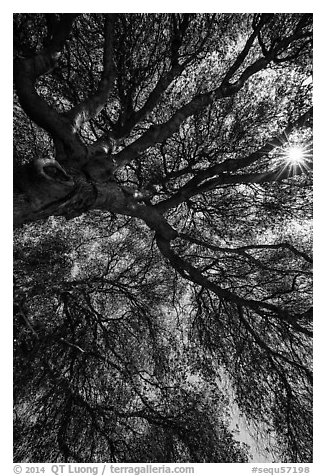 Looking up branches of oak tree and sunstar. Sequoia National Park (black and white)