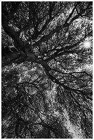 Looking up branches of oak tree and sunstar. Sequoia National Park ( black and white)