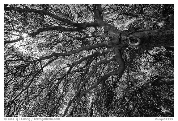 Branches of oak tree in spring and sunburst. Sequoia National Park (black and white)