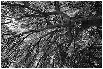 Branches of oak tree in spring and sunburst. Sequoia National Park ( black and white)