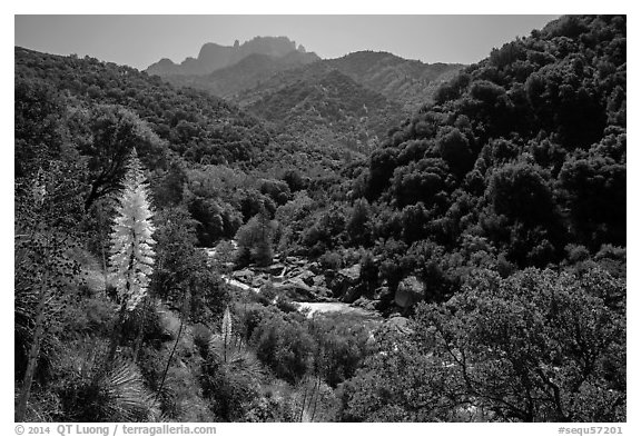 Yucca and Middle Fork of the Kaweah River. Sequoia National Park (black and white)