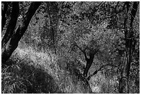 Oak trees and grasses in spring near Ash Peaks. Sequoia National Park ( black and white)