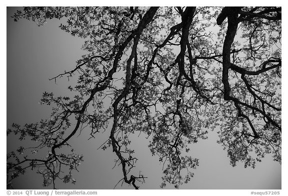 Looking up branches of oak tree with new leaves. Sequoia National Park (black and white)