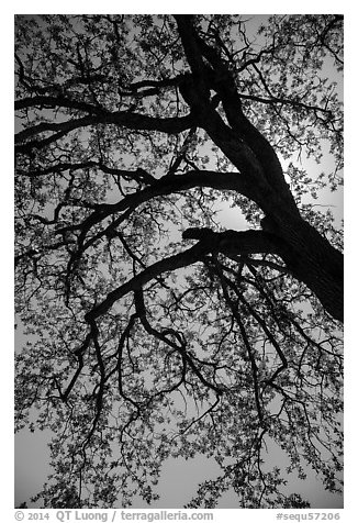 Branches of oak tree with new leaves. Sequoia National Park (black and white)