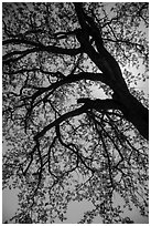 Branches of oak tree with new leaves. Sequoia National Park ( black and white)