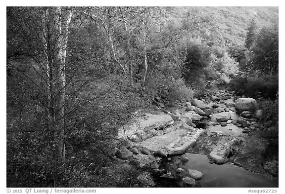 Creek in autumn. Sequoia National Park (black and white)