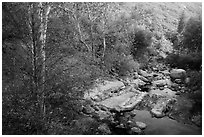 Creek in autumn. Sequoia National Park ( black and white)
