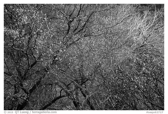 Tangle of bare tree branches and branches with faded leaves. Sequoia National Park (black and white)