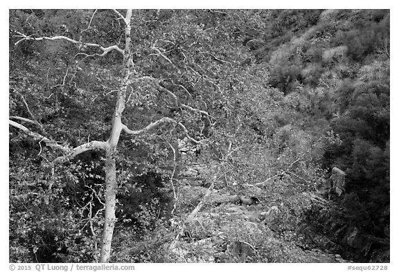 Trees in autumn and Middle Fork of the Kaweah River. Sequoia National Park (black and white)