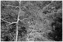 Trees in autumn and Middle Fork of the Kaweah River. Sequoia National Park ( black and white)
