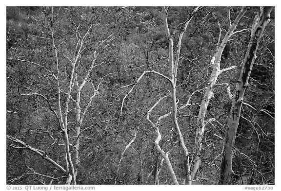Lightly colored trunks and branches with leaves in autumn colors. Sequoia National Park (black and white)