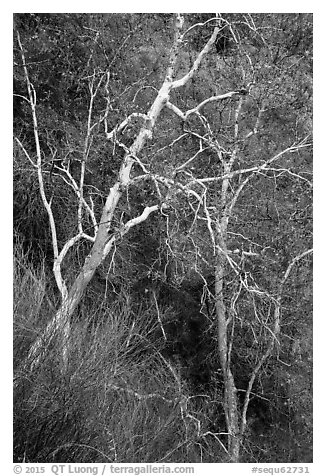 Lightly colored trunks and branches in autumn. Sequoia National Park (black and white)