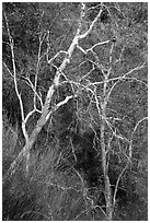 Lightly colored trunks and branches in autumn. Sequoia National Park ( black and white)