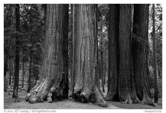 Visitor looking, Parker Group of giant sequoias. Sequoia National Park (black and white)