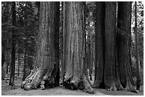 Visitor looking, Parker Group of giant sequoias. Sequoia National Park ( black and white)
