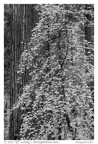 Dogwood in fall foliage and sequoia. Sequoia National Park (black and white)