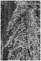 Dogwood in fall foliage and sequoia. Sequoia National Park ( black and white)