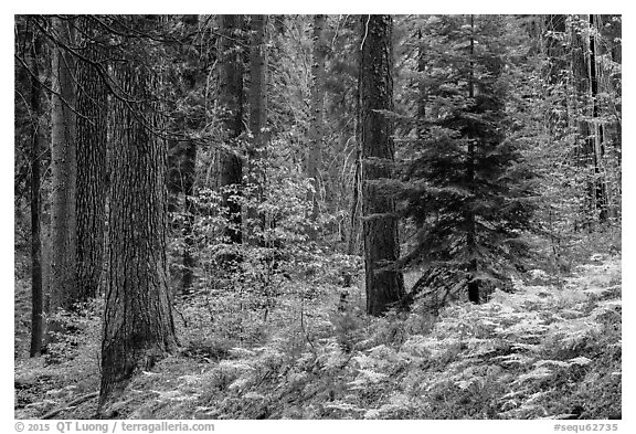 Forest with ferns and dogwoods in autum color. Sequoia National Park (black and white)