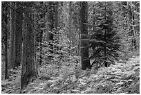 Forest with ferns and dogwoods in autum color. Sequoia National Park ( black and white)