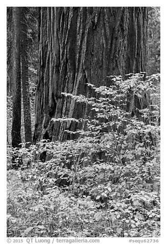 Dogwood leaves and sequoia trunk in autum. Sequoia National Park (black and white)