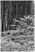 Dogwood leaves and sequoia trunk in autum. Sequoia National Park ( black and white)